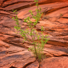 JDL3688-copy-Hardy-Tree-V-2_