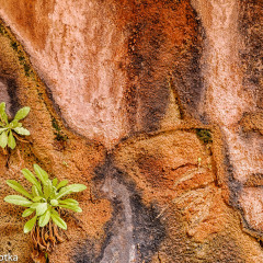 JDL3706-copy-Plants-on-a-cliff-wall_