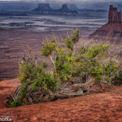 JDL4018-Edit-Green-River-Overlook-with-Bush_
