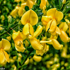 _JDL4115-Edit Road Side Flowers _