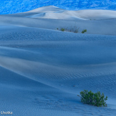 JDL0084-copy__Blue_Bush___-topaz-denoise-enhance-2x-sharpen