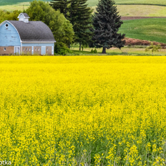 _JDL4172 copy Canola Barn_