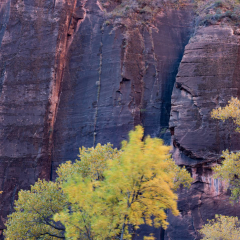 _JDL2014 copy Yellow Tree Red Cliff Face_